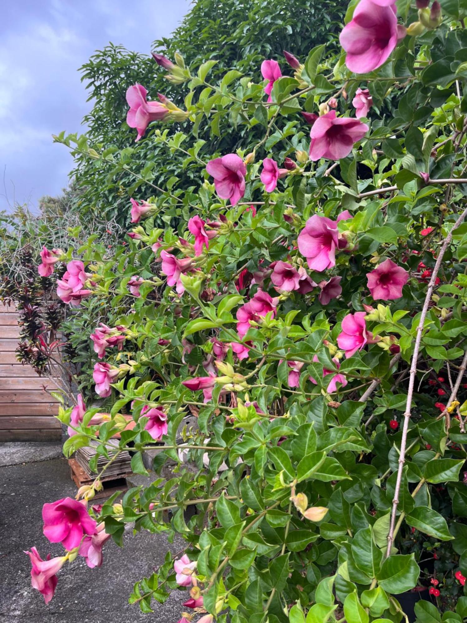 Lakour Fleurie - Ex La Case Creole Sainte-Rose Bagian luar foto